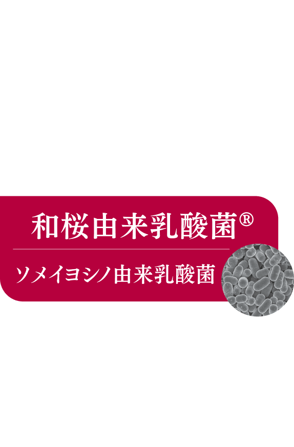 華やぎのひととき サクラ紅茶 心和むやさしい時間を